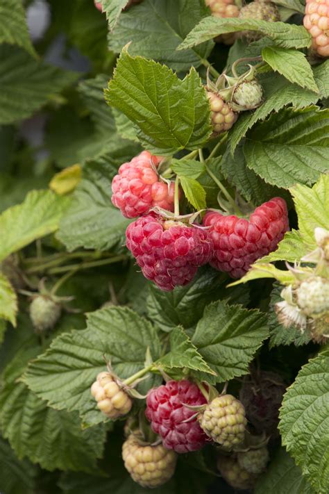 Thornless Raspberry Plants Care