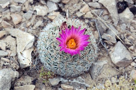 Great Basin Desert Animals