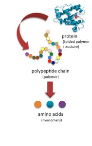 protein structure  function  interactive introduction