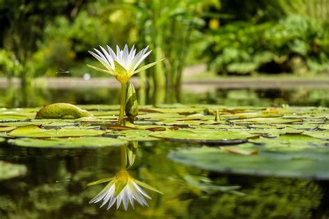 Garden Pond | A Practical Guide To Building A Natural Water Feature