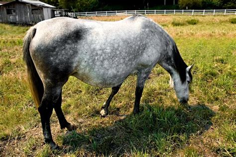 Une Jument Poulinière Grise De Lipizzaner Adulte Image stock Image du