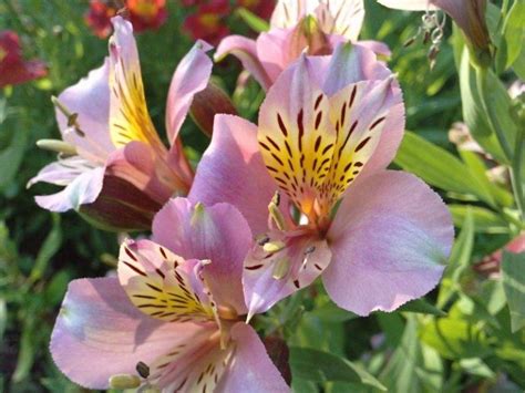 Astrom Lia Alstroemeria Hybrida Significado Cores E Como Cuidar