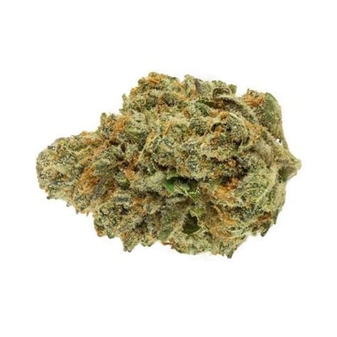 Buy Northern Lights X Blueberry Autoflower Seeds By Supreme Genetics In