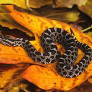 Eastern Massasauga Rattlesnake Fact Sheet | racinezoo.org