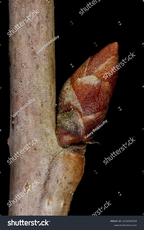 Dwarf Cherry Prunus Cerasus Lateral Bud Stock Photo 2230569559