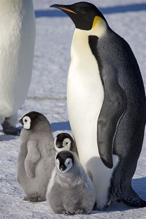 ¿el Pingüino Emperador Puede Estar En Peligro De Extinción Por El Aumento De La Temperatura En