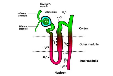 Nephron - Structure and Function of Renal Tubules