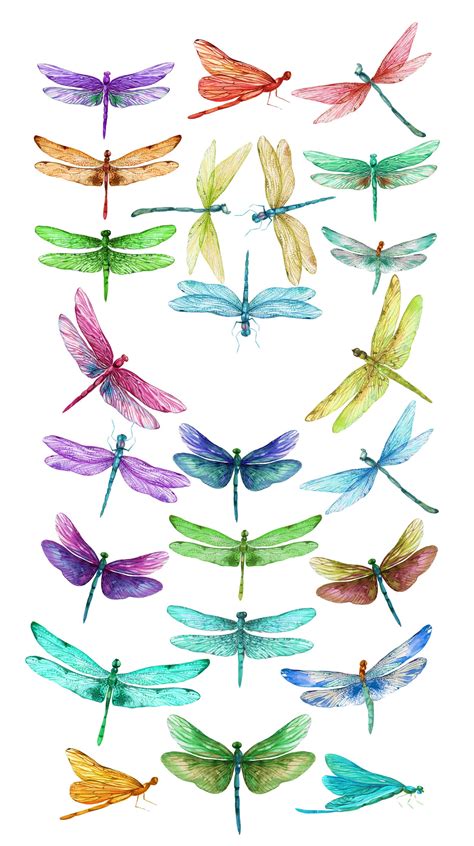 Dragonflys Png Dragonfly Watercolor Digital Dragonflys Etsy