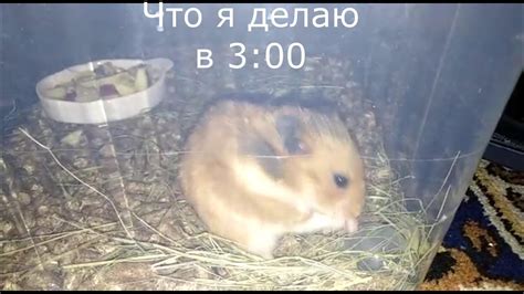 Хомячок прикол - YouTube