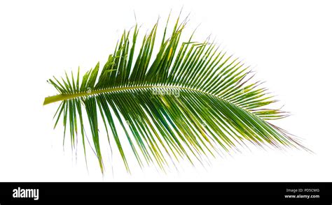leaves  coconut tree leaves  res stock photography  images alamy