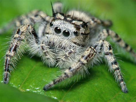 Spider wallpaper | 1024x768 | #46667