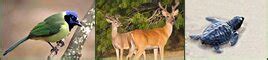 Laguna Atascosa National Wildlife Refuge