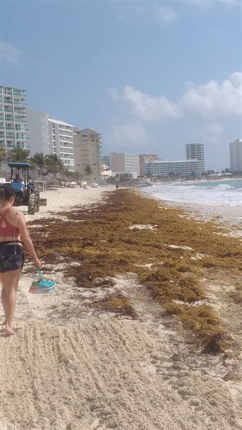 HAN RECOLECTADO MÁS DE MIL 600 TONELADAS DE SARGAZO DE PLAYAS DE CANCÚN