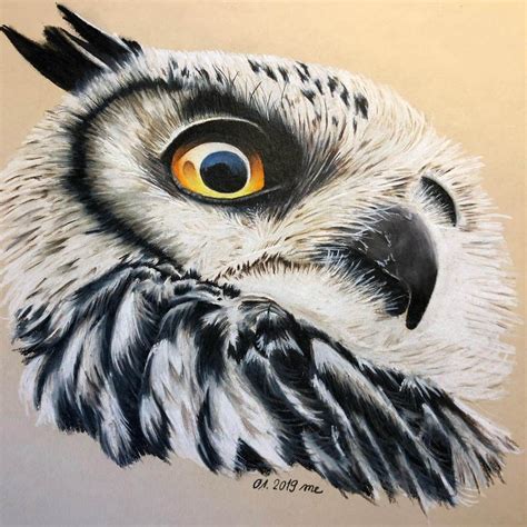 Owl Profile Colored Wildlife Drawings Click The Image To See More Of