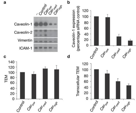 Knockdown Of Caveolin With Sirna Decreases T Lymphoblast