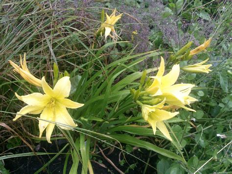 day lily | A Food Forest in your Garden