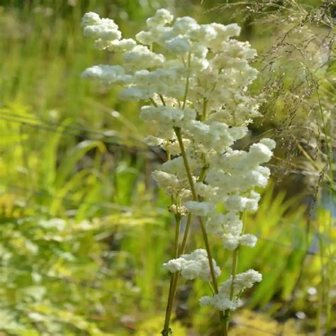 Filipendula Ulmaria Plena Reine Des Pr S P Pini Res Lepage