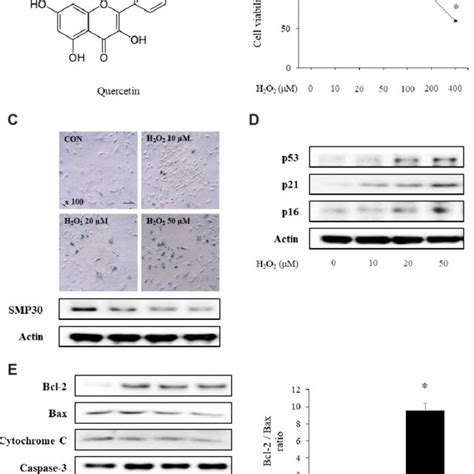 Induction Of Senescence In Vascular Smooth Muscle Cells By Hydrogen