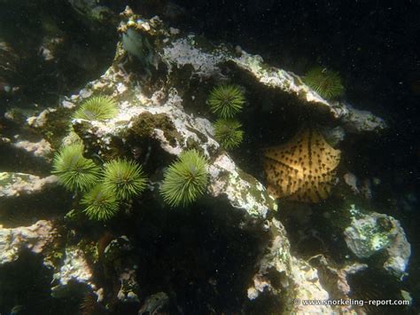 Lytechinus Semituberculatus Galápagos Green Sea Urchin Snorkeling