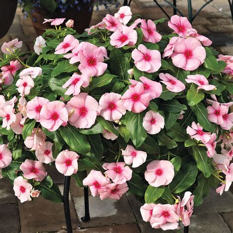 Cora Cascade Strawberry Vinca Seeds