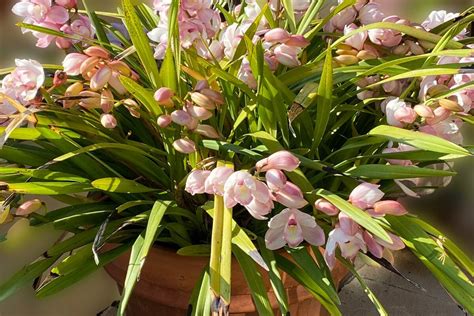 Orqu Dea Cymbidium Como Cuidar Da Rainha Das Orqu Deas Em Casa Casa