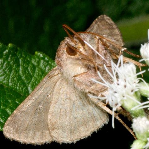 Species Autographa Precationis Common Looper Moth Autographa