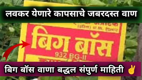 बिग बॉस वाण आहे छान लवकर येणारे कापसाचे जबरदस्त वाण ️ कापूस कापूस