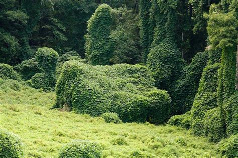 Kudzu -The Vine - landscapesbyjack