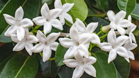 Evolución de la Flor del Jazmín en Carpología De la Flor al Fruto