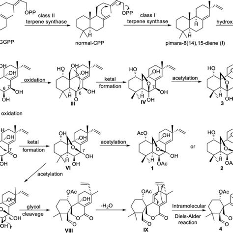 Putative Biosynthetic Pathways To Generate 1 4 Download Scientific