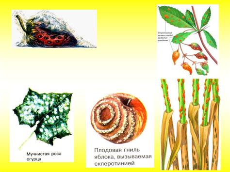 Грибы, лишайники. Строение, жизненные циклы грибов и их значение ...