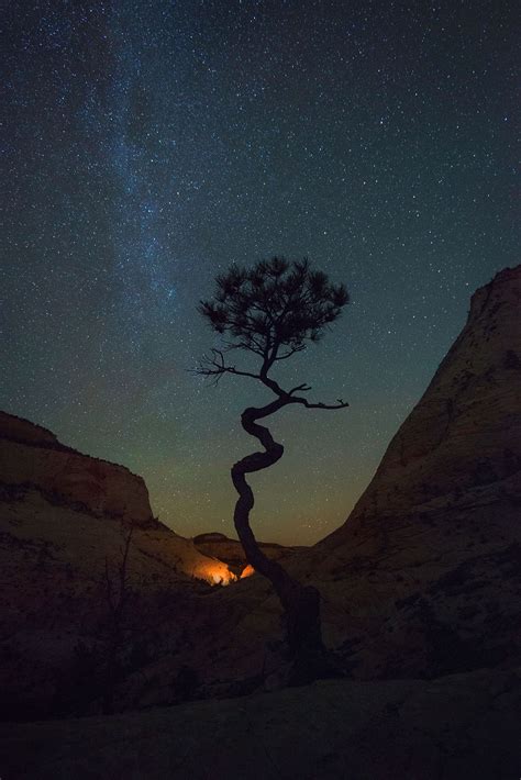 How to Take Amazing Pictures of Trees: 15 Tips • Pixels and Wanderlust