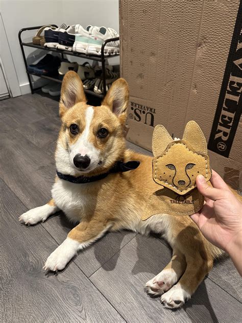 What is his breed, Simba and corgi mixed? : r/corgi