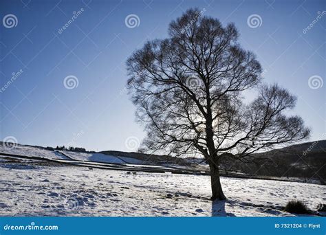 Tree silhouette in winter stock photo. Image of clear - 7321204