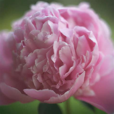 Dawn Pink Peony Welcoming The Morning With A Blush The Green Thumb