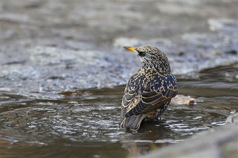 Bird Common Starling - Free photo on Pixabay