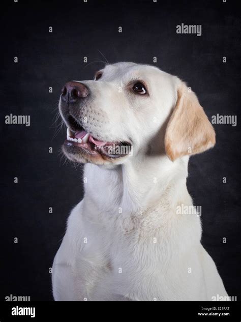 “Buddy” the dog Stock Photo - Alamy