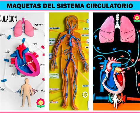 Sistema Circulatório Humano Maquete Revoeduca