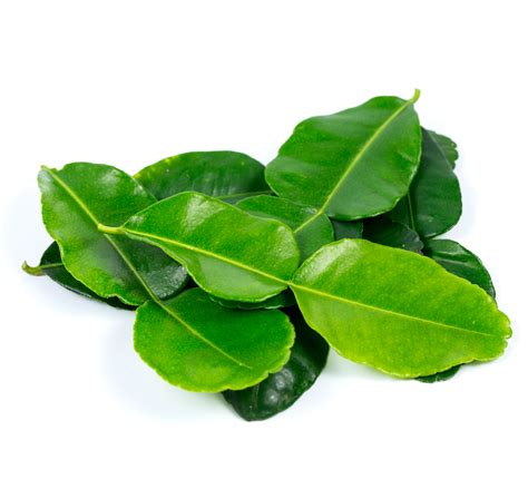 Kaffir Lime Leaves | Tropical Green