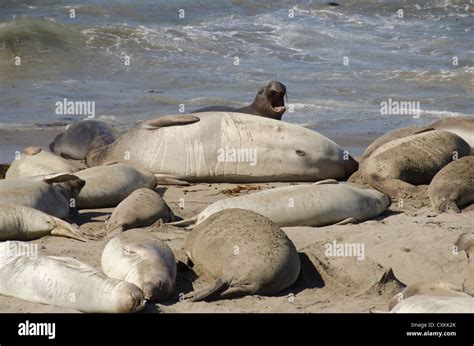 California Pacific Coast Cambria Piedras Blancas Beach Northern Elephant Seal Wild