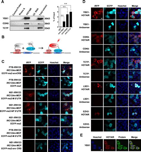 Long Noncoding RNA HOTAIR Interacts With Y Box Protein 1 YBX1 To