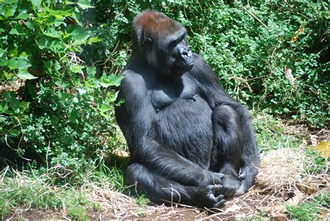 Gorilla Free Stock Photo - Public Domain Pictures
