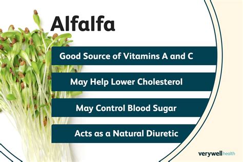 Alfalfa Leaf Benefits And Health Impacts