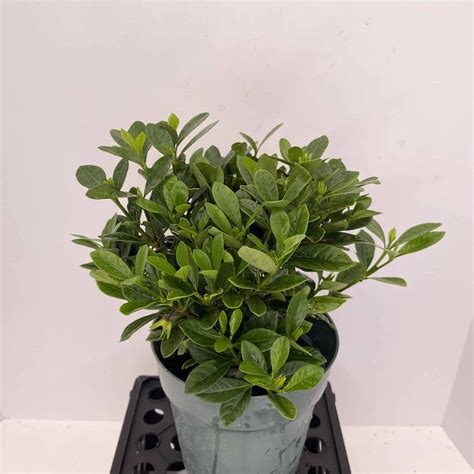 6″ Gardenia (Bush) – The (KC) Plant Factory