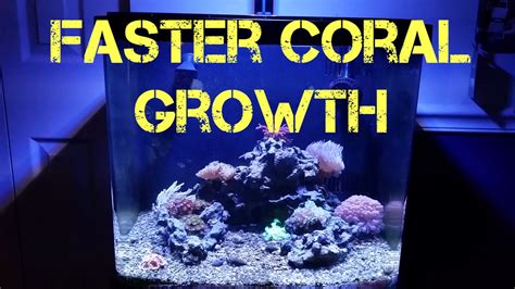 Tips To Get Corals To Grow Faster Youtube