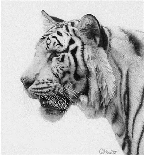 Realistic Nature Drawing at PaintingValley.com | Explore collection of ...