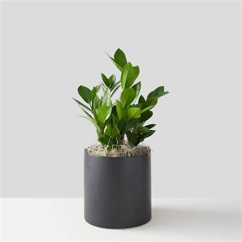 ZZ Plant | Westmount Florist