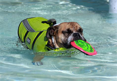 How to Keep Your Dog Safe Around the Pool