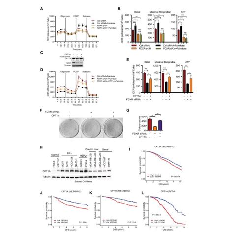 FDXR Regulates Fatty Acid Oxidation And Tumor Cell Growth Through CPT1A