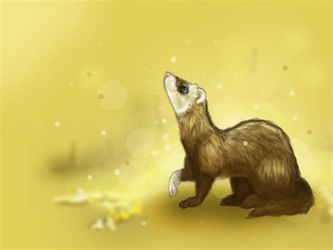 Ferret Wallpapers - Wallpaper Cave